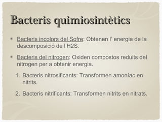 Bacteris quimiosintètics
Bacteris incolors del Sofre: Obtenen l’ energia de la
descomposició de l’H2S.
Bacteris del nitrogen: Oxiden compostos reduits del
nitrogen per a obtenir energia.
1. Bacteris nitrosificants: Transformen amoníac en
nitrits.
2. Bacteris nitrificants: Transformen nitrits en nitrats.

 
