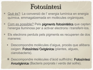 Fotosíntesi
Què és?: La conversió de l’ energia lumínica en energia
química, emmagatzemada en molècules orgàniques.
Com es possible? Pels pigments fotosintètics que capten
l’energia lluminosa per a activar electrons i transferir-los.
Els electrons perduts pels pigments es recuperen de dos
maneres:

•

Descompondre molècules d’aigua, procès que allibera
oxigen: Fotosíntesi Oxigènica (plantes, algues,
cianobacteris).
Descompondre molècules d’àcid sulfhídric: Fotosíntesi
Anoxigènica (Bacteris porprats i verds del sofre).

 