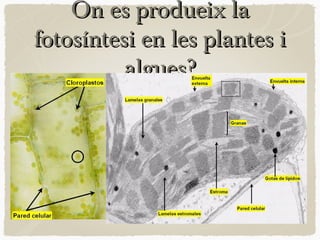 On es produeix la
fotosíntesi en les plantes i
algues?

 