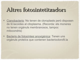 Altres fotosintetitzadors
Cianobacteris: No tenen de cloroplasts però disposen
de til.lacoides al citoplasma. (Recorda: els moneres
no tenen orgànuls membranosos, tampoc
mitocondris)
Bacteris de fotosíntesi anoxigènica: Tenen uns
orgànuls proteïcs que contenen bacterioclorofil.la

 