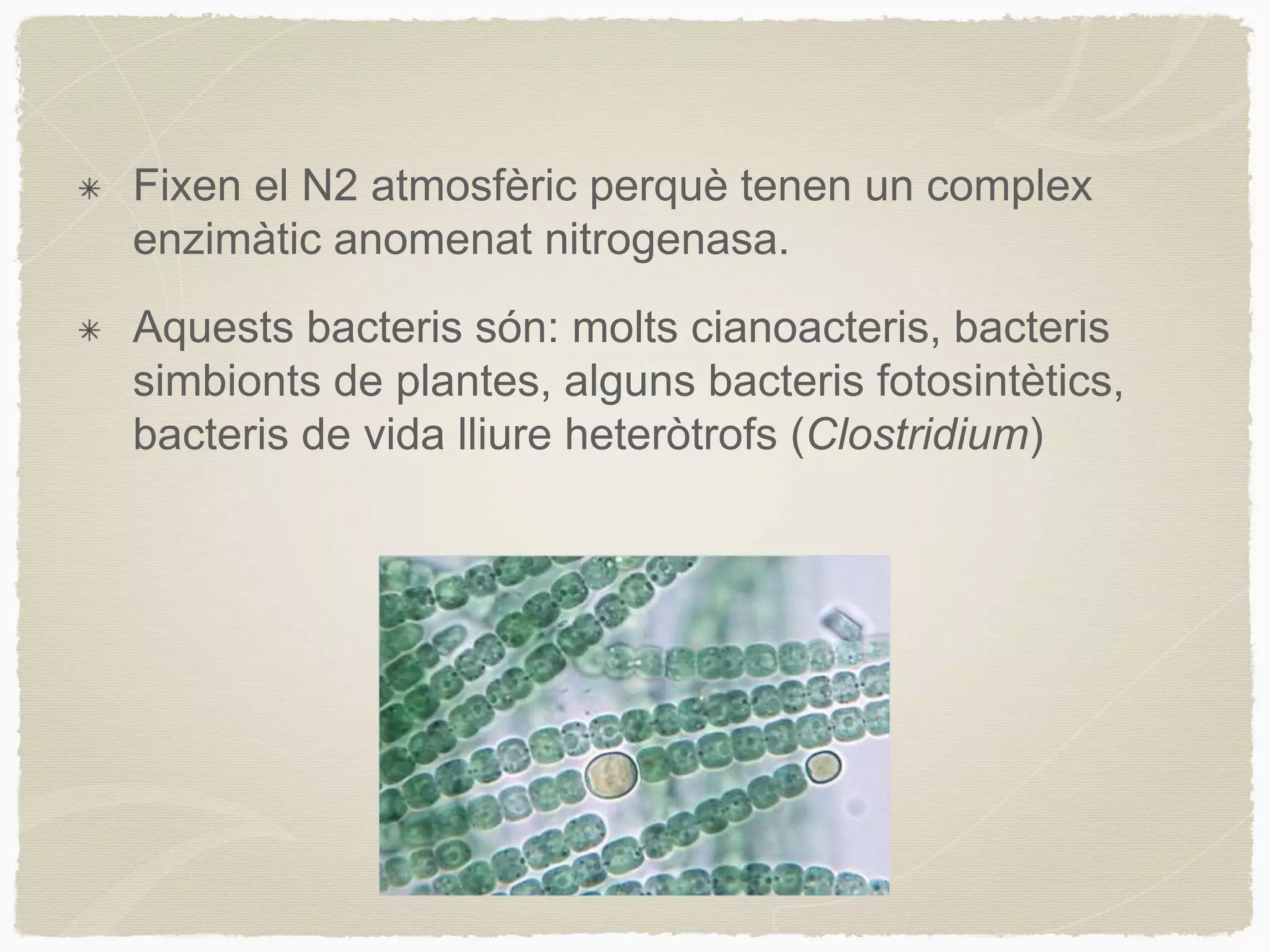 Anabolisme autòtrof | PPTX