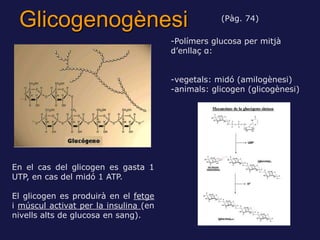 Glicogenogènesi                                   (Pàg. 74)

                                       -Polímers glucosa per mitjà
                                       d’enllaç α:


                                       -vegetals: midó (amilogènesi)
                                       -animals: glicogen (glicogènesi)




En el cas del glicogen es gasta 1
UTP, en cas del midó 1 ATP.

El glicogen es produirà en el fetge
i múscul activat per la insulina (en
nivells alts de glucosa en sang).
 