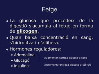 Fetge
 La glucosa que procedeix de la
  digestió s’acumula al fetge en forma
  de glicogen.
 Quan baixa concentració en sang,

  s’hidrolitza i n’allibera.
 Hormones reguladores:

    • Adrenalina
                   Augmenten sortida glucosa a sang
    • Glucagó
                   Incrementa entrada glucosa a cèl·lula
    • insulina
 