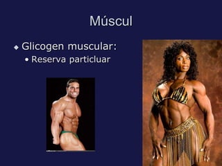 Múscul
   Glicogen muscular:
    • Reserva particluar
 