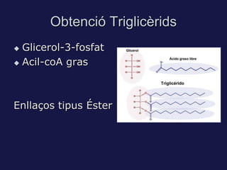 Obtenció Triglicèrids
 Glicerol-3-fosfat
 Acil-coA gras




Enllaços tipus Éster
 