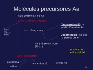 Molècules precursores Aa
               Àcid orgànic (3 a 5 C)

               ÀCID α-CETOGLUTÀRIC
                                                    Transaminació: a
                                                    partir d’un altre Aa
Prové
del                      Grup amino
cicle de
Krebs                                               Desaminació: Aa que
                                                    ha perdut un ió.

                             Va a ió amoni lliure
                             (NH4+)
                                                           A la Matriu
                                                           mitocondrial
               ÀCID GLUTÀMIC

   glutamina                                   Altres Aa
                         transaminació
     prolina                                                               22
 