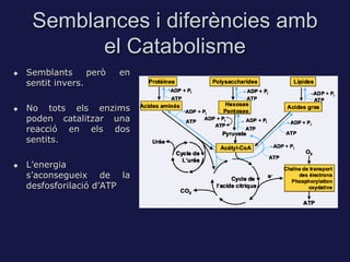 Semblances i diferències amb
           el Catabolisme
   Semblants      però   en
    sentit invers.

   No tots els enzims
    poden catalitzar una
    reacció en els dos
    sentits.

   L’energia
    s’aconsegueix de la
    desfosforilació d’ATP
 