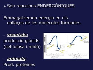    Són reaccions ENDERGÒNIQUES

Emmagatzemen energia en els
 enllaços de les molècules formades.

- vegetals:
producció glúcids
(cel·lulosa i midó)

- animals:
Prod. proteïnes
 