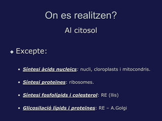 On es realitzen?
                        Al citosol

   Excepte:

    • Síntesi àcids nucleics: nucli, cloroplasts i mitocondris.

    • Síntesi proteïnes: ribosomes.

    • Síntesi fosfolípids i colesterol: RE (llis)

    • Glicosilació lípids i proteïnes: RE – A.Golgi
 