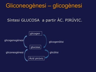 Gliconeogènesi – glicogènesi

  Síntesi GLUCOSA a partir ÀC. PIRÚVIC.


                  glicogen

glicogenogènesi
                                 glicogenòlisi

                   glucosa

 gliconeogènesi                  glicòlisi

                  Àcid pirúvic
 
