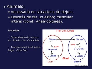    Animals:
    • necessària en situacions de dejuni.
    • Després de fer un esforç muscular
      intens (cond. Anaeròbiques).

    Procedeix:

    - Desaminació Aa :donen
    Àc. Pirúvic o àc. Oxalacètic.

    - Transformació àcid làctic:
    fetge . Cicle Cori
 