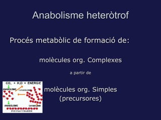 Anabolisme heteròtrof

Procés metabòlic de formació de:

       molècules org. Complexes
                a partir de



         molècules org. Simples
             (precursores)
 