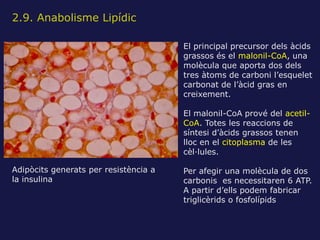 2.9. Anabolisme Lipídic

                                       El principal precursor dels àcids
                        ...