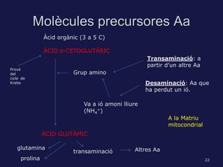 Anabolisme heteròtrof Slide 22