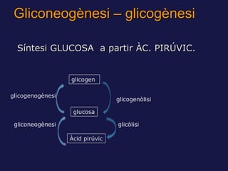 Gliconeogènesi – glicogènesi

  Síntesi GLUCOSA a partir ÀC. PIRÚVIC.


                  glicogen

glicogenogènesi
      ...