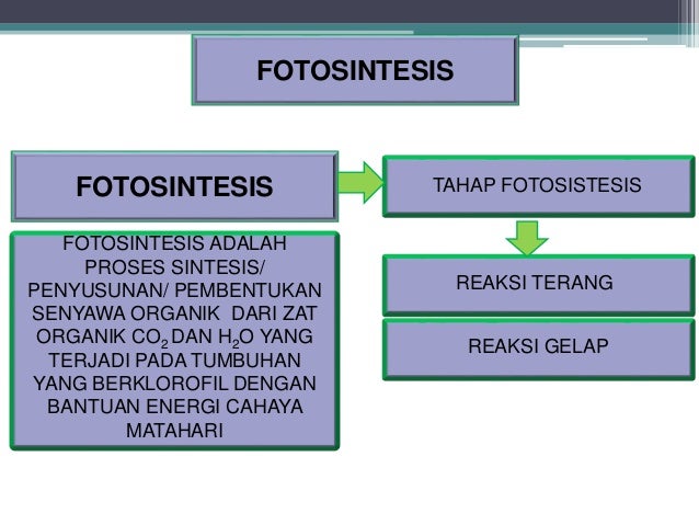 Anabolisme Karbohidrat