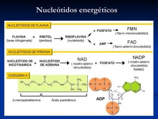 Nucleótidos energéticos 