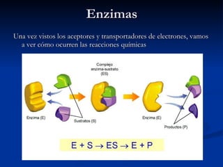 Enzimas Una vez vistos los aceptores y transportadores de electrones, vamos a ver cómo ocurren las reacciones químicas 