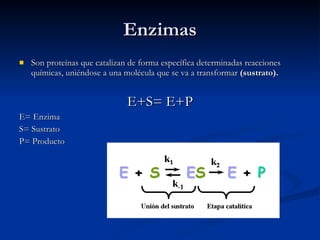 Enzimas Son proteínas que catalizan de forma específica determinadas reacciones químicas, uniéndose a una molécula que se va a transformar  (sustrato). E+S= E+P E= Enzima S= Sustrato P= Producto 