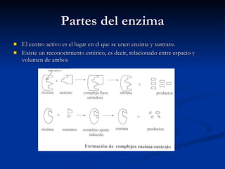 Partes del enzima El centro activo es el lugar en el que se unen enzima y sustrato. Existe un reconocimiento estérico, es decir, relacionado entre espacio y volumen de ambos 