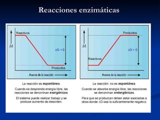 Reacciones enzimáticas 