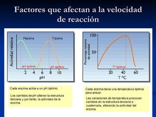 Factores que afectan a la velocidad de reacción 