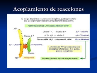 Acoplamiento de reacciones 