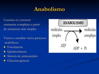 Anabolismo Consiste en construir  sustancias complejas a partir  de sustancias más simples Vamos a estudiar varios procesos anabólicos: Fotosíntesis Quimiosíntesis Síntesis de aminoácidos Gluconeogénesis 