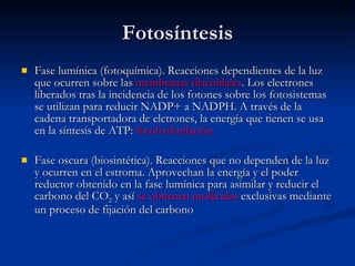 Fotosíntesis Fase lumínica (fotoquímica). Reacciones dependientes de la luz que ocurren sobre las  membranas tilacoidales . Los electrones liberados tras la incidencia de los fotones sobre los fotosistemas se utilizan para reducir NADP+ a NADPH. A través de la cadena transportadora de elctrones, la energía que tienen se usa en la síntesis de ATP:  fotofosforilación Fase oscura (biosintética). Reacciones que no dependen de la luz y ocurren en el estroma. Aprovechan la energía y el poder reductor obtenido en la fase lumínica para asimilar y reducir el carbono del CO 2  y así  se obtienen moléculas  exclusivas mediante un proceso de fijación del carbono 