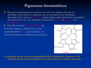 Pigmentos fotosintéticos Para que la energía pueda ser usada por los seres vivos primero tiene que ser absorbida. Esto lo hacen los pigmentos que se encuentran en las membranas tilacoidales. Estas tienen un  cromóforo , grupo químico capaz de absorber una longitud de onda concreta. En estas moléculas se encuentra la  clorofila , la  xantofila  y los  carotenoides . Clorofila consta de:  anillo de porfirina  que  contienen magnesio y absorbe la luz y una  cadena hidrófoba o  fitol , que mantienen a  al clorofila integrada en la membrana fotosintética La absorción de luz causa una redistribución de la densidad de electrones en la molécula, favoreciendo la pérdida de un electrón hacia un aceptor adecuado 