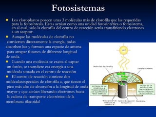 Fotosistemas Los cloroplastos poseen unas 3 moléculas más de clorofila que las requeridas para la fotosíntesis. Estas actúan como una unidad fotosintética o fotosistema, en al cual, solo la clorofila del centro de reacción actúa transfiriendo electrones a un aceptor. Aunque las moléculas de clorofila no convierten directamente la energía, todas  absorben luz y forman una especie de antena para atrapar fotones de diferente longitud  de onda. Cuando una molécula se excita al captar un fotón, se transfiere esa energía a una molécula situada en el centro de reacción El centro de reacción contiene dos  moléculasespeciales de clorofila a, que tienen el pico más alto de absorción a la longitud de onda mayor y que actúan liberando electrones hacia la cadena de transporte electrónico de la  membrana tilacoidal 