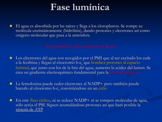 Fase lumínica El agua es absorbida por las raíces y llega a los cloroplastos. Se rompe su molécula enzimáticamente (hidrólisis), dando protones y electrones así como oxígeno molecular que pasa a la atmósfera Esto permite la vida aerobia en la Tierra Los electrones del agua son recogidos por el PSII que al ser excitado los cede a la feofitina y llegan al citocromo b-c 6  que  bombea protones al espacio luminal , que junto con los de la lisis del agua, aumenta la acidez del lumen. Se crea un gradiente electroquímico fundamental para la  fotofosforilación La ferredoxina puede ceder electrones al NADP+ pero también puede hacerlo al citocromo b-c 6  convirtiéndose en un  ciclo En este  flujo cíclico , ni se reduce NADP+ ni se rompen moléculas de agua, sólo actúa el PSI. Siguen acumulándose protones así que hará posible la  síntesis de ATP 