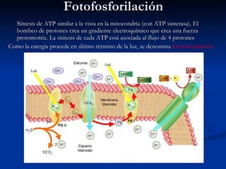 Fotofosforilación Síntesis de ATP similar a la vista en la mitocondria (con ATP sintetasa). El bombeo de protones crea un gradiente electroquímico que crea una fuerza protomotriz. La síntesis de cada ATP está asociada al flujo de 4 protones Como la energía procede en último término de la luz, se denomina  fotofosforilación 