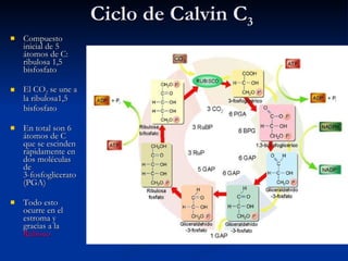 Ciclo de Calvin C 3 Compuesto inicial de 5 átomos de C: ribulosa 1,5 bisfosfato El CO 2  se une a la ribulosa1,5 bisfosfato En total son 6 átomos de C que se escinden rápidamente en dos moléculas de  3-fosfoglicerato (PGA) Todo esto ocurre en el estroma y gracias a la  Rubisco 