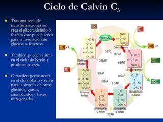 Ciclo de Calvin C 3 Tras una serie de transformaciones se crea el gliceraldehído 3 fosfato que puede servir para la formación de glucosa o fructosa También pueden entrar en el ciclo de Krebs y producir energía O pueden permanecer en el cloroplasto y servir para la síntesis de otros glúcidos, grasas, aminoácidos y bases nitrogenadas 