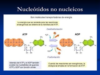 Nucleótidos no nucleicos 
