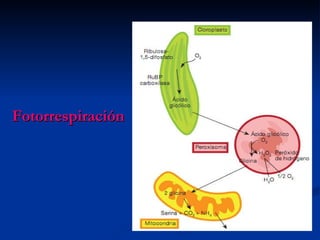 Fotorrespiración 