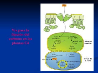 Vía para la fijación del carbono en las plantas C4 