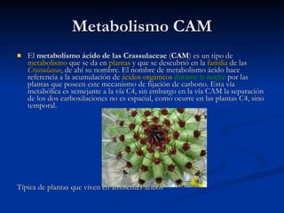 Metabolismo CAM El  metabolismo ácido de las Crassulaceae  ( CAM ) es un tipo de  metabolismo  que se da en  plantas  y que se descubrió en la  familia  de las  Crassulaceae , de ahí su nombre. El nombre de metabolismo ácido hace referencia a la acumulación de  ácidos orgánicos   durante la noche  por las plantas que poseen este mecanismo de fijación de carbono. Esta vía metabólica es semejante a la vía C4, sin embargo en la vía CAM la separación de los dos carboxilaciones no es espacial, como ocurre en las plantas C4, sino temporal. Típica de plantas que viven en ambientes áridos 