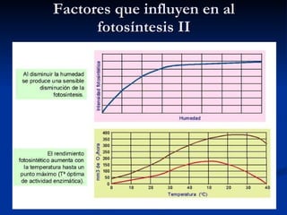 Factores que influyen en al fotosíntesis II 