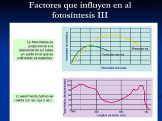 Factores que influyen en al fotosíntesis III 