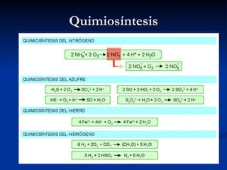 Quimiosíntesis 