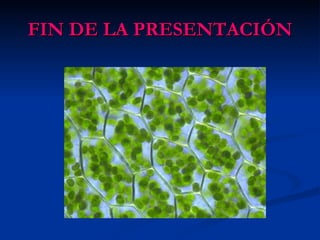 FIN DE LA PRESENTACIÓN 