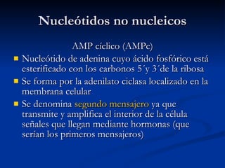 Nucleótidos no nucleicos AMP cíclico (AMPc) Nucleótido de adenina cuyo ácido fosfórico está esterificado con los carbonos 5´y 3´de la ribosa Se forma por la adenilato ciclasa localizado en la membrana celular Se denomina  segundo mensajero  ya que transmite y amplifica el interior de la célula señales que llegan mediante hormonas (que serían los primeros mensajeros) 