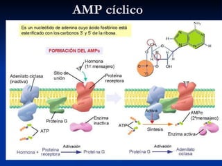 AMP cíclico 
