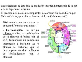 Las reacciones de esta fase se producen independientemente de la luz y tiene lugar en el estroma El proceso de síntesis de compuestos de carbono fue descubierta por Melvin Calvin y por ello se llama el ciclo de Calvin o vía C3 Básicamente, en este ciclo se pueden diferenciar tres etapas: - Carboxilación . La enzima  rubisco  cataliza la combinación de la ribulosa difosfato con el CO 2 , formándose un compuesto intermedio e inestable (de 6 átomos de carbono), que se descompone en dos moléculas de fosfoglicerato (con 3 átomos). 