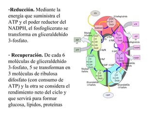 Reducción.  Mediante la energía que suministra el ATP y el poder reductor del NADPH, el fosfoglicerato se transforma en gliceraldehído 3-fosfato.  Recuperación.  De cada 6 moléculas de gliceraldehído 3-fosfato, 5 se transforman en 3 moléculas de ribulosa difosfato (con consumo de ATP) y la otra se considera el rendimiento neto del ciclo y que servirá para formar glucosa, lípidos, proteínas 