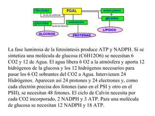 La fase luminosa de la fotosíntesis produce ATP y NADPH. Si se sintetiza una molécula de glucosa (C6H12O6) se necesitan 6 CO2 y 12 de Agua. El agua libera 6 O2 a la atmósfera y aporta 12 hidrógenos de la glucosa y los 12 hidrógenos necesarios para pasar los 6 O2 sobrantes del CO2 a Agua. Intervienen 24 Hidrógenos. Aparecen así 24 protones y 24 electrones y, como cada electrón precisa dos fotones (uno en el PSI y otro en el PSII), se necesitan 48 fotones. El ciclo de Calvin necesita por cada CO2 incorporado, 2 NADPH y 3 ATP. Para una molécula de glucosa se necesitan 12 NADPH y 18 ATP.  