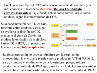 En el ciclo para fijar el CO2, intervienen una serie de enzimas, y la más conocida es la enzima Rubisco ( ribulosa 1,5 difosfato carboxilasa/oxidasa ), que puede actuar como carboxilasa o como oxidasa, según la concentración de CO2. Si la concentración de CO2 es baja, funciona como oxidasa, y en lugar de ayudar a la fijación de CO2 mediante el ciclo de Calvin, se produce la oxidación de la ribulosa hasta CO2 y H2O, y al proceso se le conoce como fotorrespiración. La fotorrespiración no debe confundirse con la respiración mitocondrial, la energía se pierde y no se produce ni ATP ni NADPH; y se disminuye el rendimiento de la fotosíntesis, porque sólo se produce una molécula de PGA que pasará al ciclo de Calvin; en cambio cuando funciona como carboxilasa, se obtienen dos moléculas de PGA.