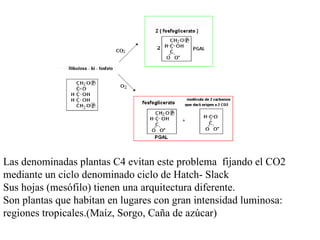 Las denominadas plantas C4 evitan este problema fijando el CO2 mediante un ciclo denominado ciclo de Hatch- Slack Sus hojas (mesófilo) tienen una arquitectura diferente. Son plantas que habitan en lugares con gran intensidad luminosa: regiones tropicales.(Maíz, Sorgo, Caña de azúcar)